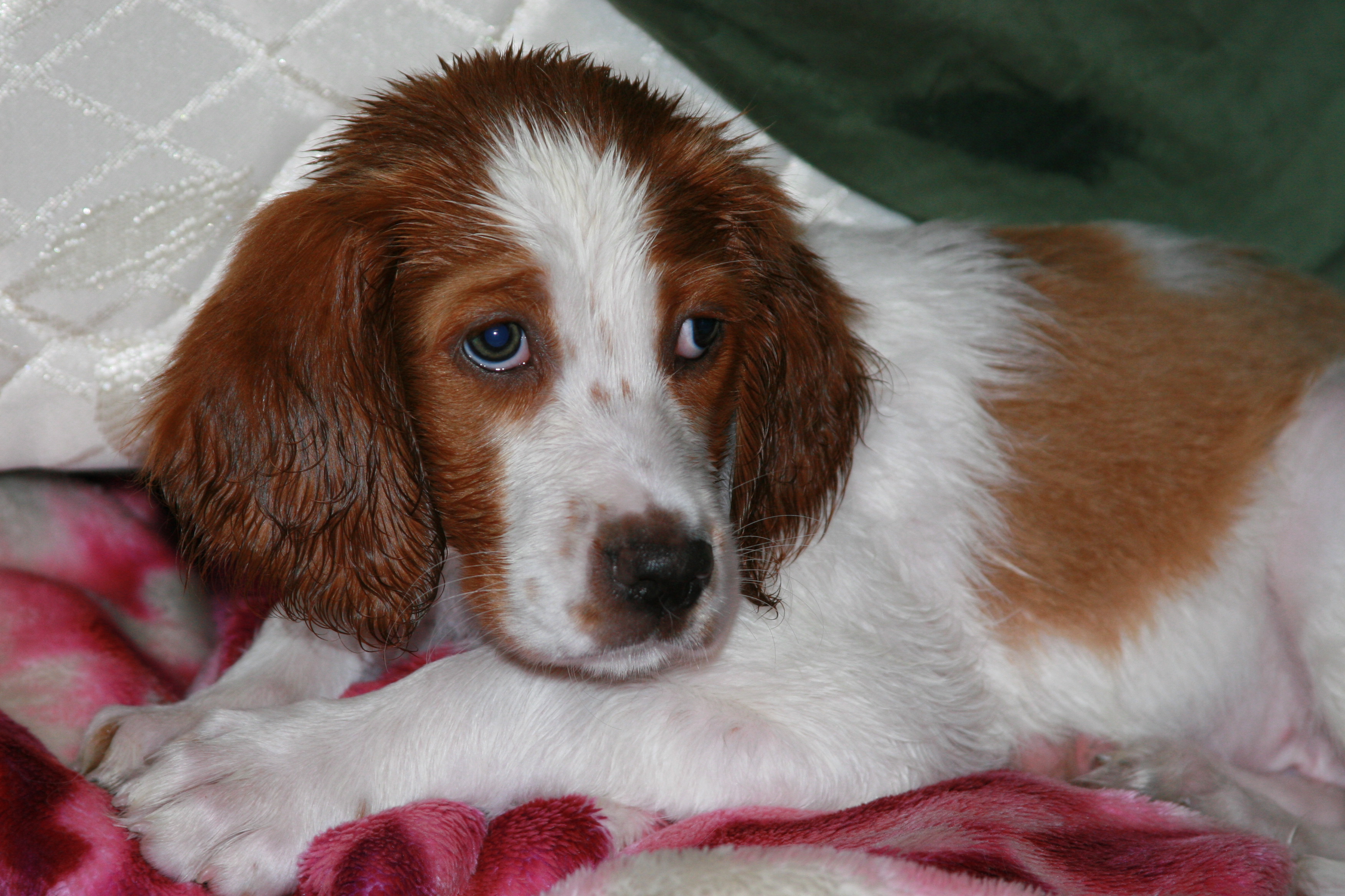 Baby Aoife the Irish Red and White Setter